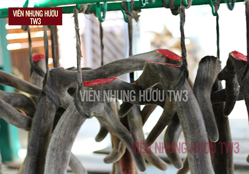 Mua nhung hươu ở Hà Nội tại công ty Tâm Việt