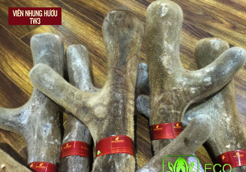 Nhung hươu tươi Maral vùng Siberia được bán tại công ty ECO SIBERIA Việt Nam