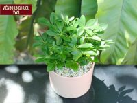 10+ bài thuốc mạnh gân cốt TỐT NHẤT