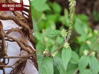 8 THẢO DƯỢC MẠNH GÂN CỐT CHẮC KHỎE XƯƠNG